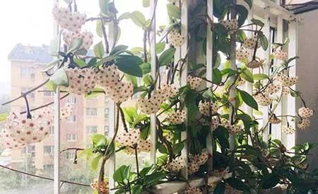 阳台养什么绿植好