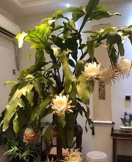 阳台养什么绿植好