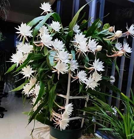 阳台养什么绿植好