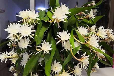 阳台养什么绿植好