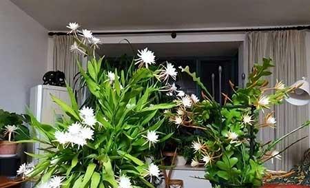 阳台养什么绿植好
