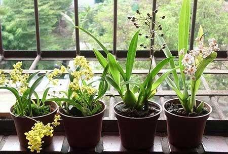 阳台养什么绿植好