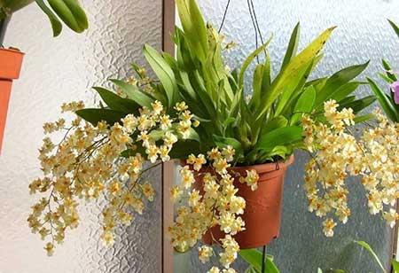 阳台养什么绿植好
