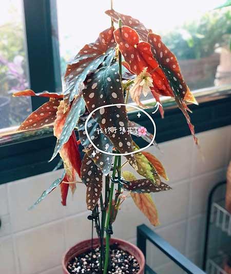 阳台养什么绿植好