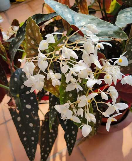 阳台养什么绿植好