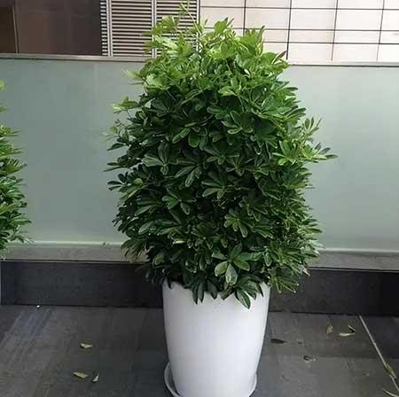 阳台可以养的绿植
