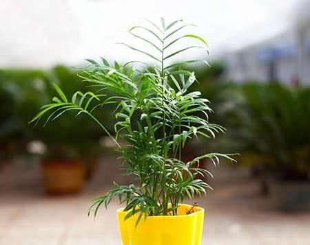 袖珍椰子绿植怎么养