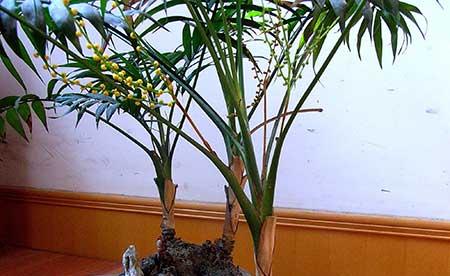袖珍椰子绿植怎么养