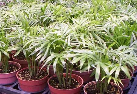 袖珍椰子绿植怎么养
