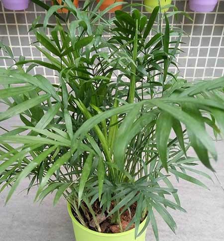 袖珍椰子绿植怎么养