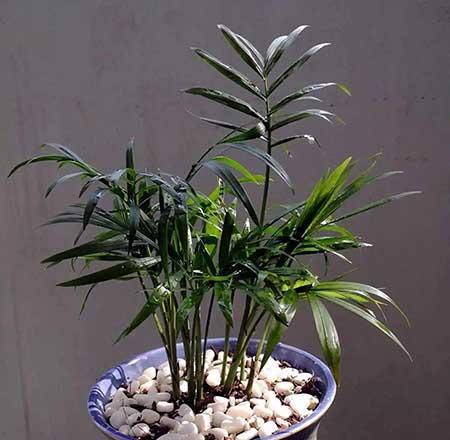 袖珍椰子绿植怎么养