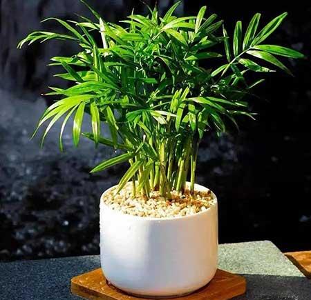 袖珍椰子绿植怎么养