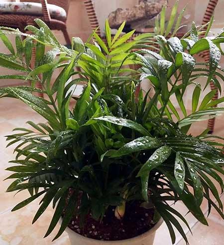 袖珍椰子绿植怎么养
