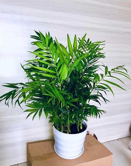 袖珍椰子绿植怎么养
