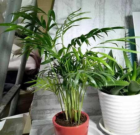 袖珍椰子绿植怎么养