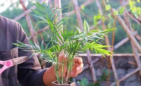 袖珍椰子绿植怎么养