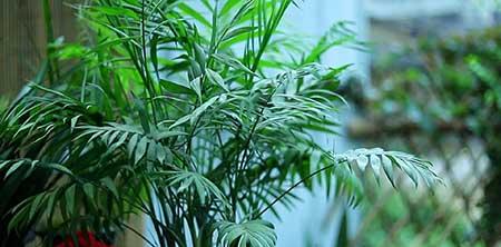 袖珍椰子绿植怎么养