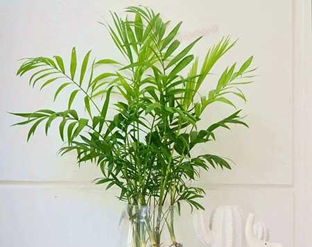 袖珍椰子绿植怎么养