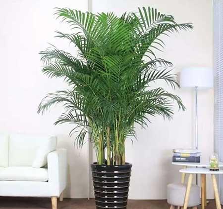 新手养绿植适合养什么