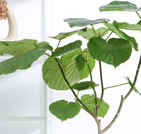 新手养绿植适合养什么