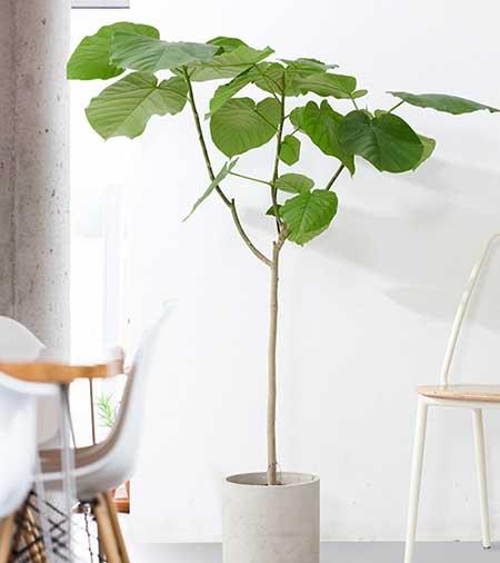 新手养绿植适合养什么