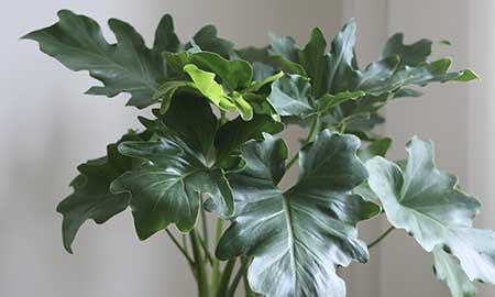 新手养绿植适合养什么