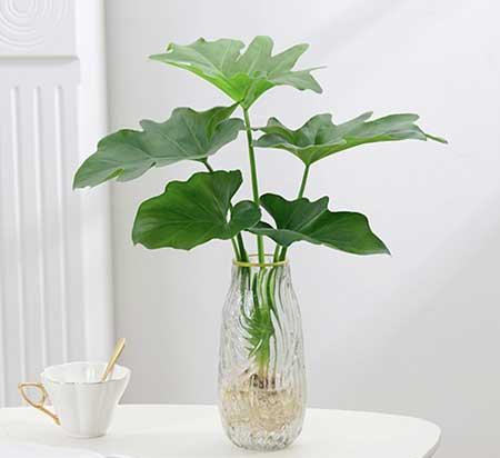 新手养绿植适合养什么