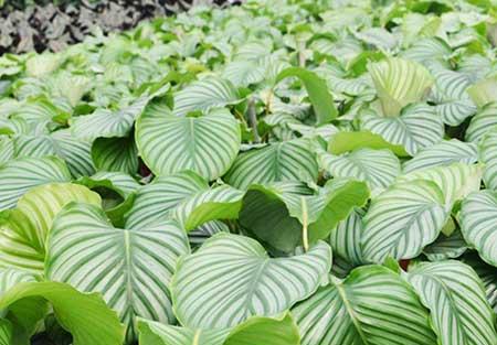 新手养绿植适合养什么