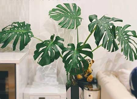 新手养绿植适合养什么