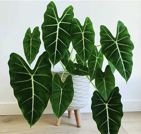 新手养绿植适合养什么