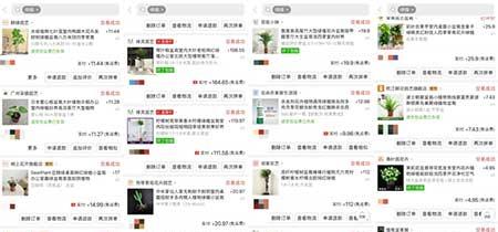 新手养绿植适合养什么