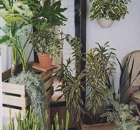 新手养绿植适合养什么