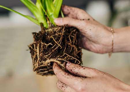新手养绿植适合养什么
