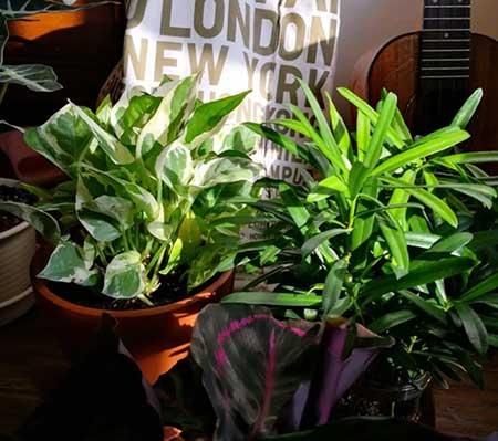 新手养绿植适合养什么