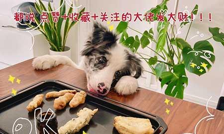 新手养绿植适合养什么