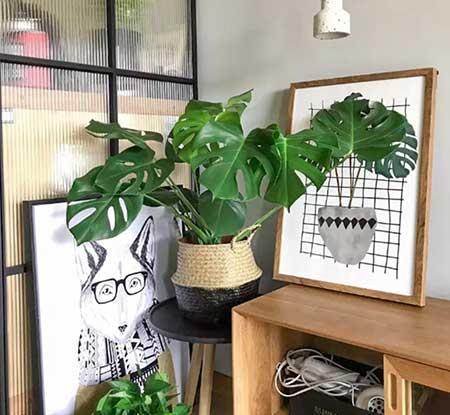 新手养绿植适合养什么