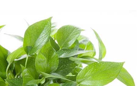 新手养绿植适合养什么