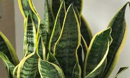 新手养绿植适合养什么
