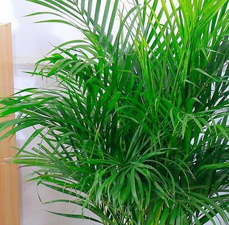 新手养绿植适合养什么