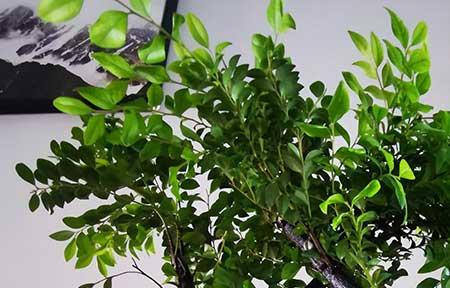 小叶紫檀绿植怎么养殖方法
