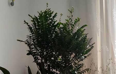 小叶紫檀绿植怎么养殖方法