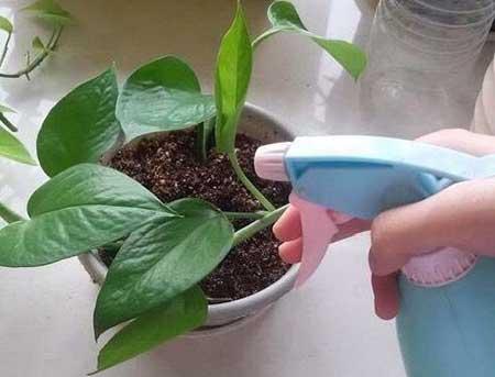 卧室可以养什么绿植