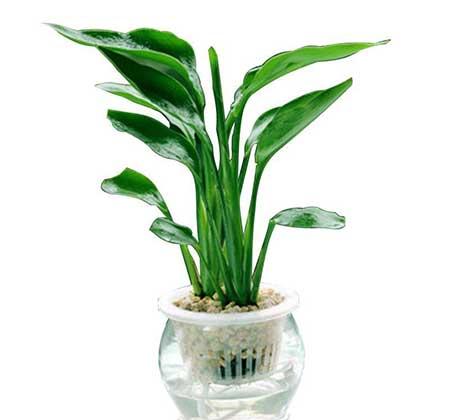 天堂鸟绿植水培怎么养