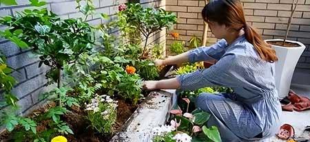 天秤座适合养什么绿植