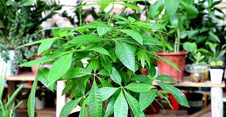 天秤座适合养什么绿植