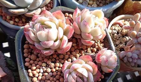水养绿植怎么养