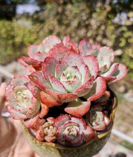 水养绿植怎么养