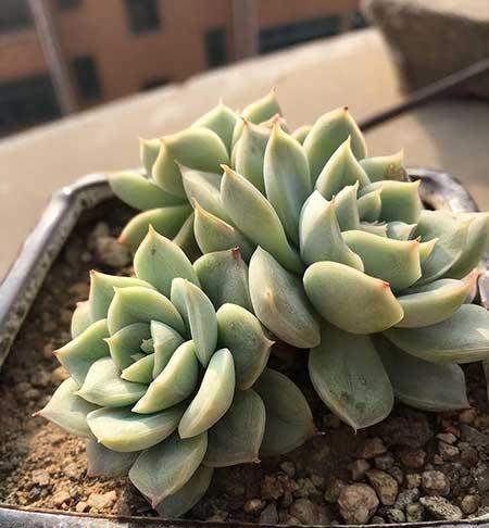 水养绿植怎么养