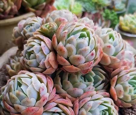 水养绿植怎么养