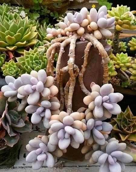 水养绿植怎么养